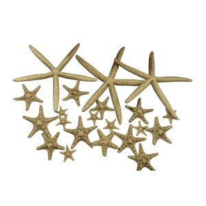Starfish beach decor gold painted lot wedding home  various sizes